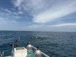 Monday August 3rd 2026 Tropical Odyssey: Student/Classes Trip reef report photo 1