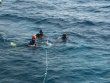 Thursday February 11th 2016 Tropical Odyssey: Eagle Ray Alley reef report photo 1