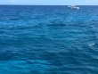 Saturday June 25th 2016 Tropical Odyssey: Molasses Reef reef report photo 1