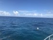 Saturday September 22nd 2018 Tropical Odyssey: French Reef reef report photo 1