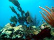 Monday September 15th 2014 Tropical Odyssey: Eagle Ray Alley reef report photo 1