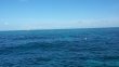 Tuesday September 16th 2014 Tropical Odyssey: North Star reef report photo 1
