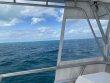 Saturday January 30th 2021 Tropical Serenity: Snapper Ledge reef report photo 1