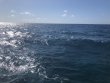 Sunday May 2nd 2021 Tropical Serenity: Spanish Anchor reef report photo 1