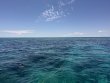 Wednesday May 14th 2025 Tropical Serenity: Christ Statue reef report photo 1