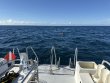 Saturday September 20th 2025 Tropical Serenity: Molasses Reef reef report photo 1