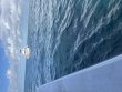 Sunday September 21st 2025 Tropical Serenity: Eagle Ray Alley reef report photo 1