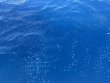 Sunday June 14th 2026 Tropical Serenity: Spiegel Grove reef report photo 1