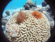 Saturday June 20th 2026 Tropical Serenity: Hole in the Wall reef report photo 1