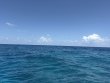 Tuesday July 21st 2026 Tropical Serenity: Benwood Wreck reef report photo 1