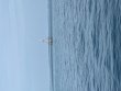 Saturday August 1st 2026 Tropical Serenity: Drift Molasses reef report photo 1