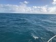 Tuesday January 1st 2019 Tropical Serenity: Snapper Ledge reef report photo 1